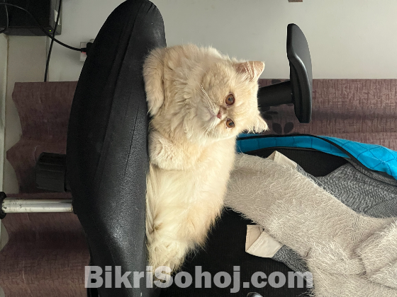Semi punch face male Persian